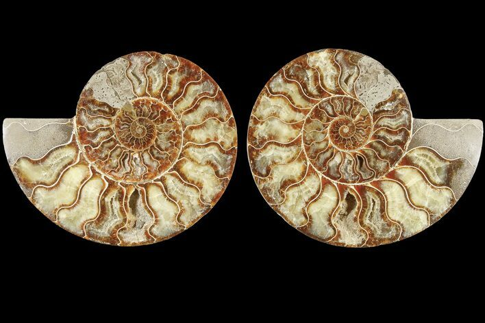 Agatized, Cut & Polished Ammonite Fossil - Madagasar #184287
